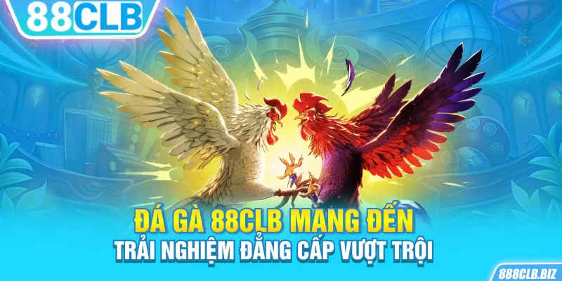 Đá Gà 88CLB mang đến trải nghiệm đẳng cấp vượt trội