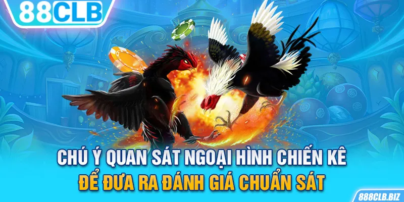 Chú ý quan sát ngoại hình chiến kê để đưa ra đánh giá chuẩn sát