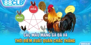 Màu mạng gà đá