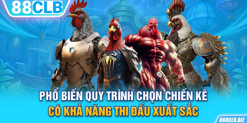 Phổ biến quy trình chọn chiến kê có khả năng thi đấu xuất sắc