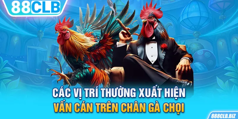 Các vị trí thường xuất hiện vấn cán trên chân gà chọi